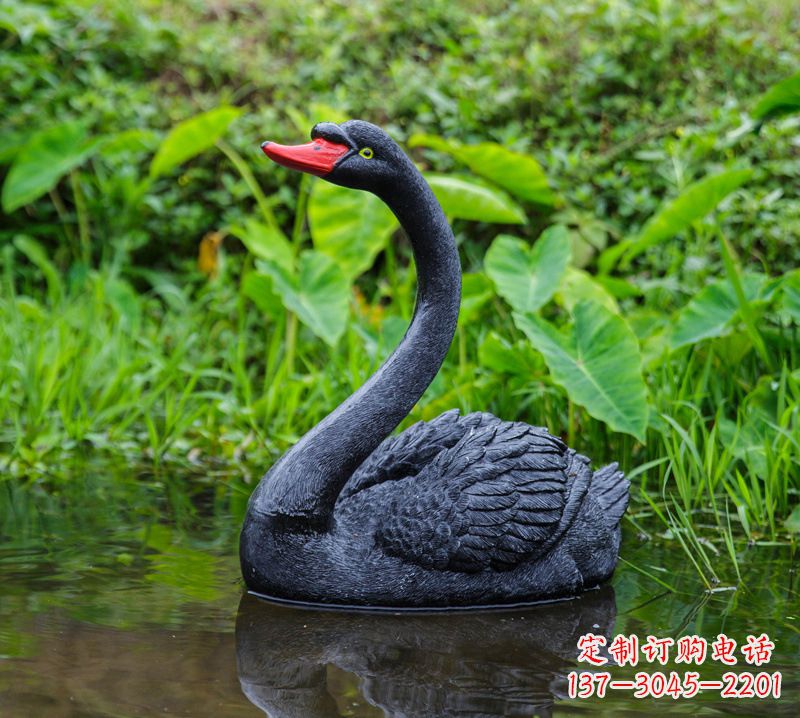 运城黑天鹅婉约鱼尾,完美呈现园林水塘水景