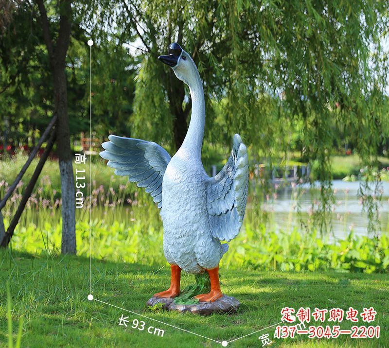 运城站立的灰色展翅天鹅