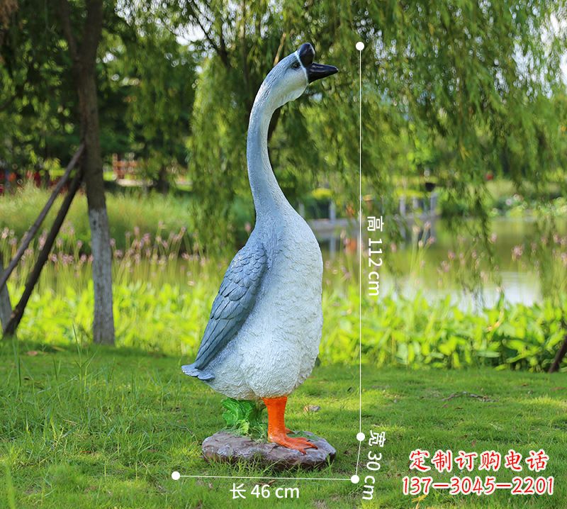 运城站立立脖灰色天鹅